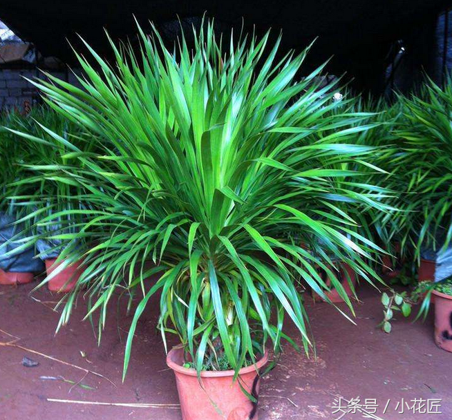 龙血树翠兰怎么养新手必看精心整理