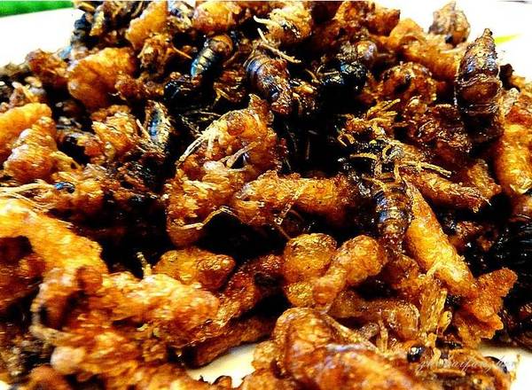 竹蜂泡酒的功效与作用-我的快乐小窝