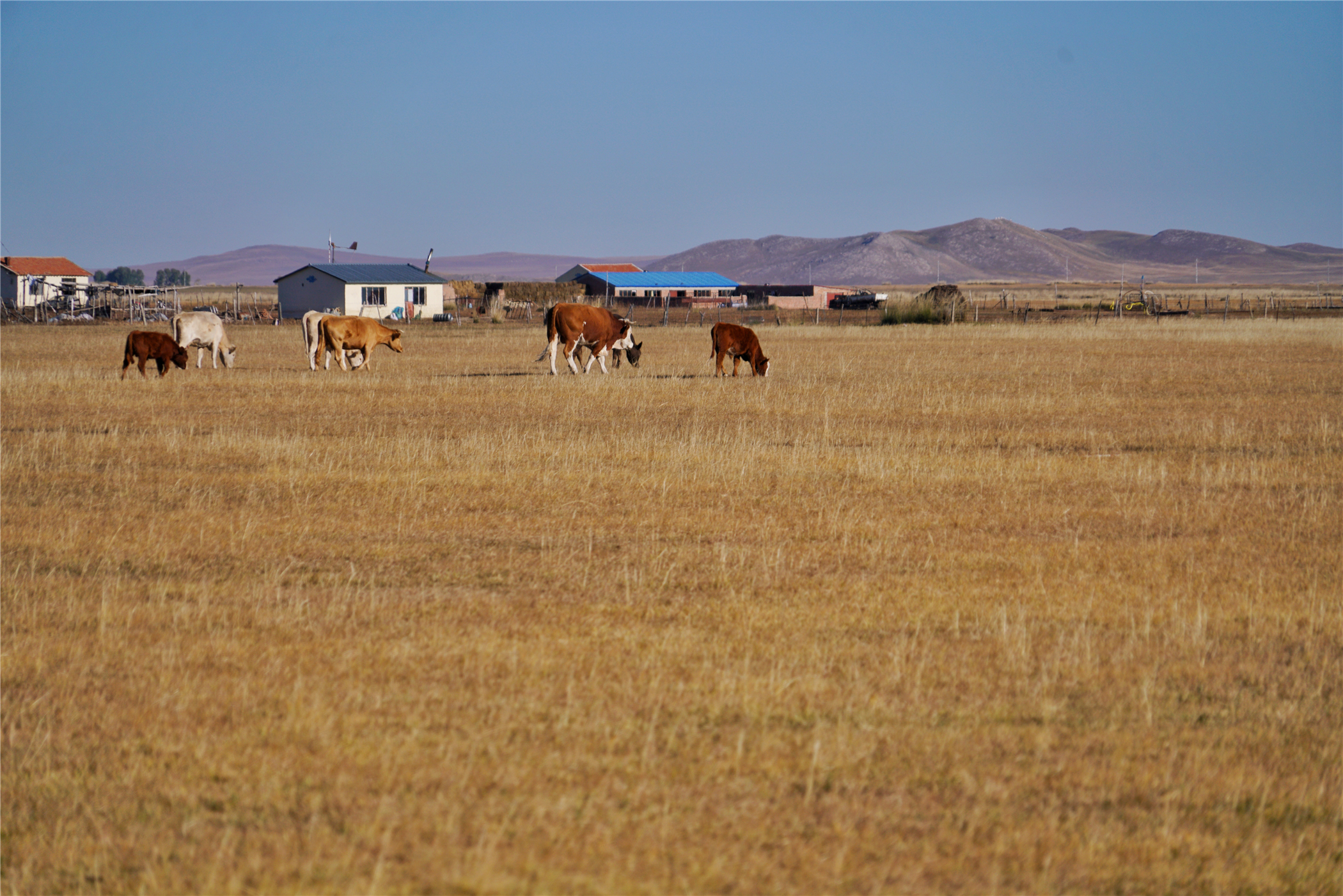 关于蒙古族的美文
