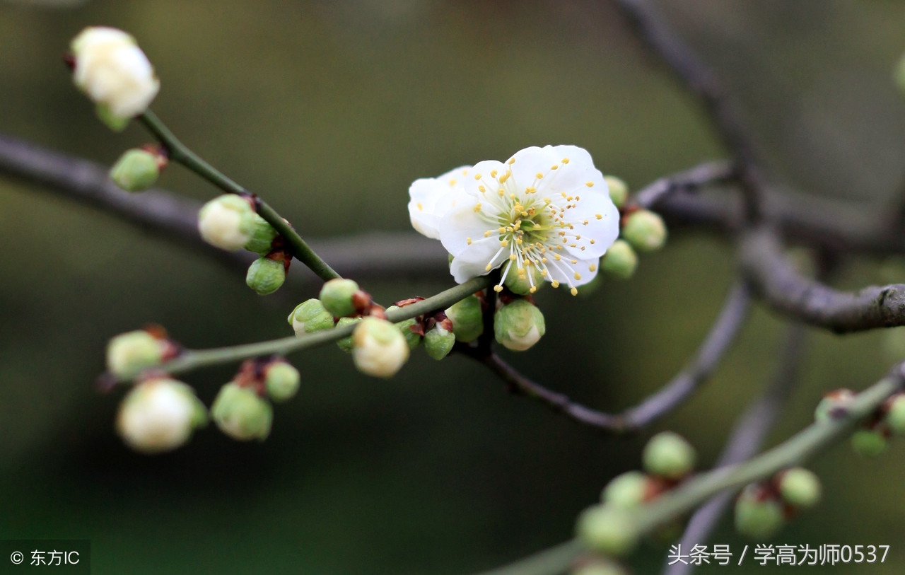 小学语文缩句和扩句的技巧（附练习）