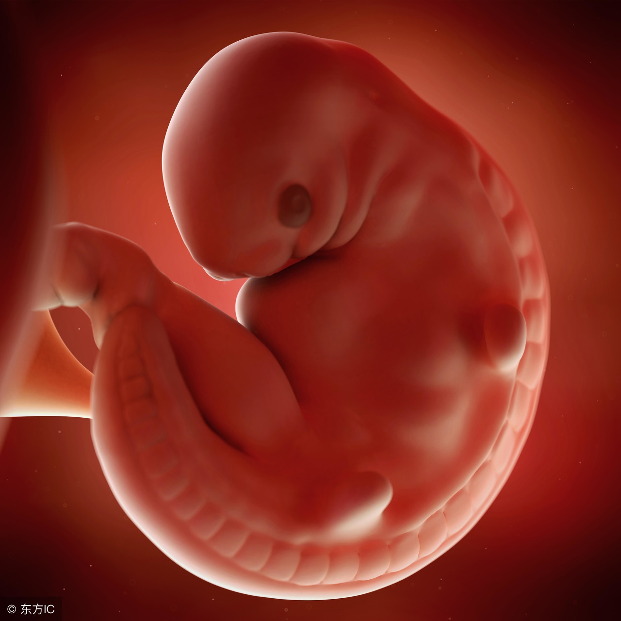3个月胎儿正常彩超单，这些数据很关键，9个指标要弄清，NT很重要