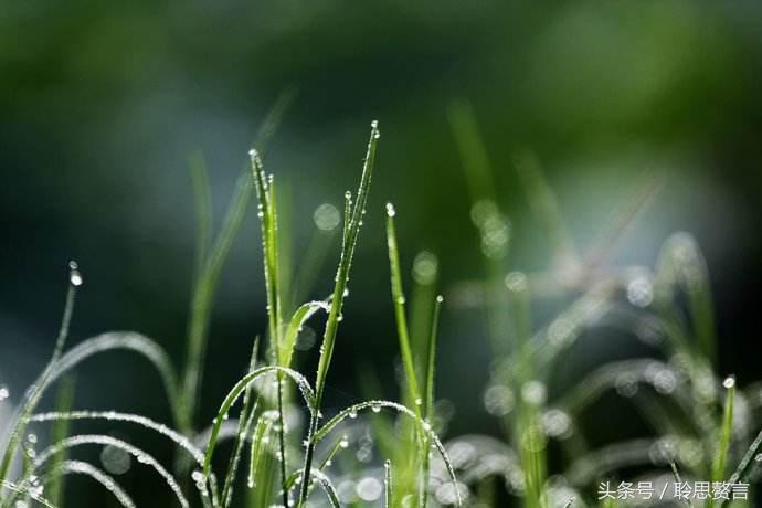 历代咏草诗词精选二十四首 恨如芳草，萋萋无数，凭栏总是销魂处