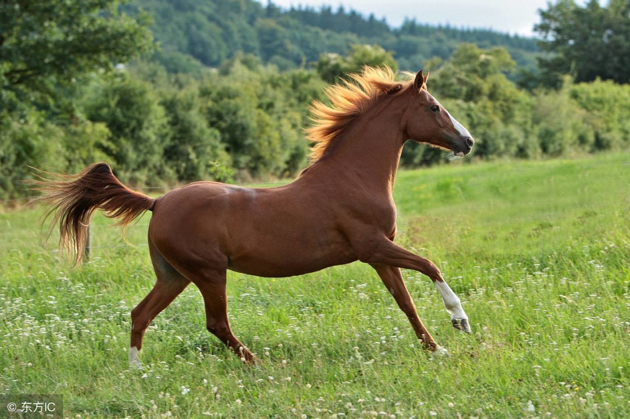 1966年出生的属马人晚年运势,有子孙福吗_达一风水网