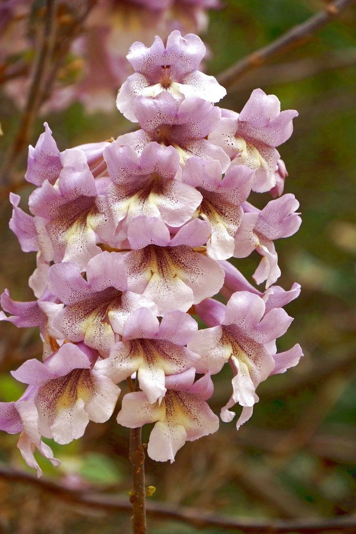 梧桐的文化精神