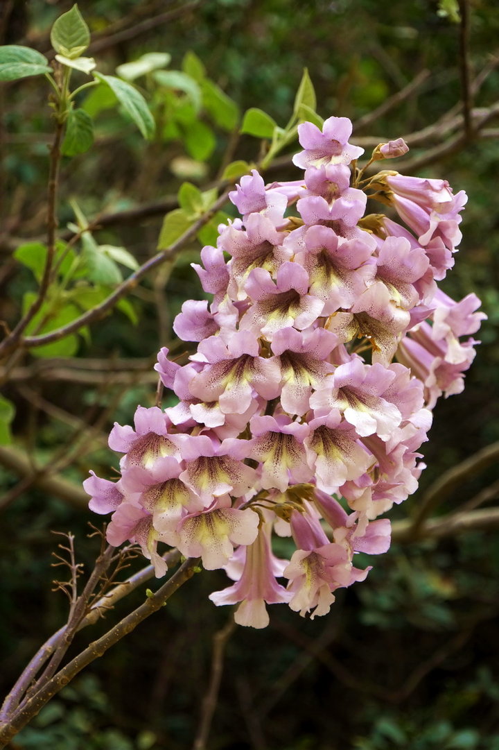 梧桐的文化精神