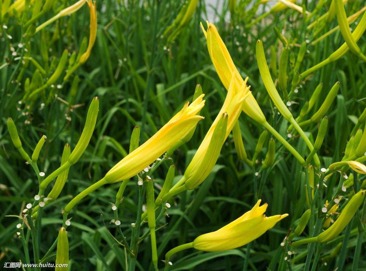 中药材金针菜(黄花菜)