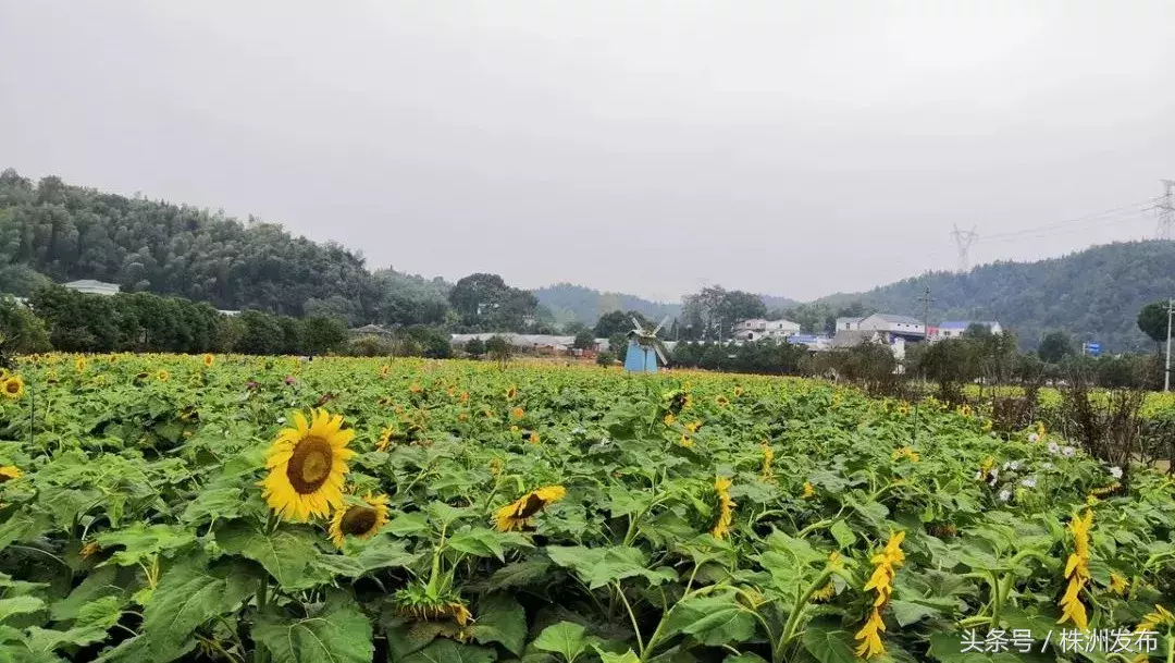 攸县十大首富揭晓 5位株洲企业家荣登胡润百富榜