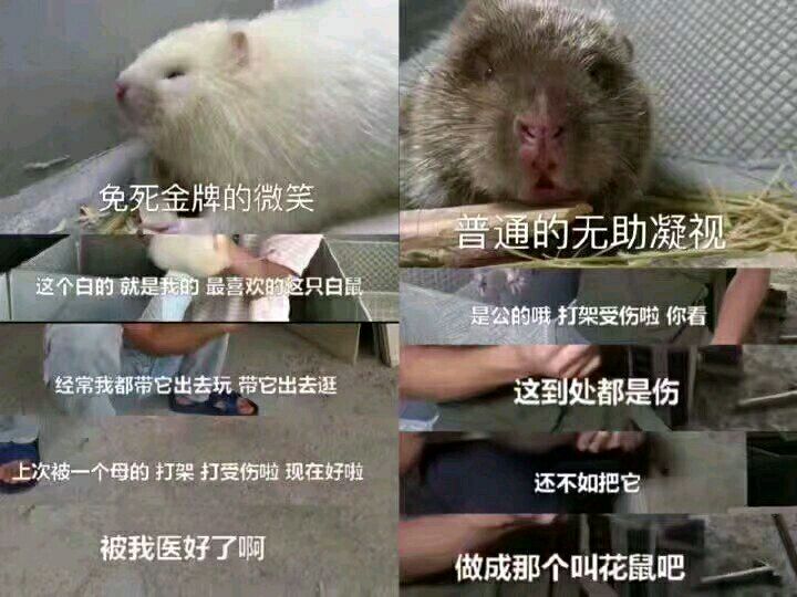 华农兄弟的竹鼠生存攻略