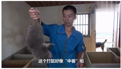 华农兄弟的竹鼠生存攻略