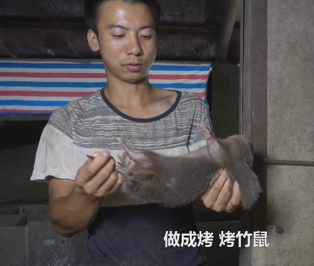 华农兄弟的竹鼠生存攻略