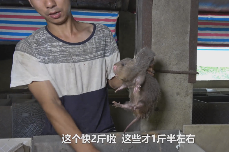 华农兄弟的竹鼠生存攻略