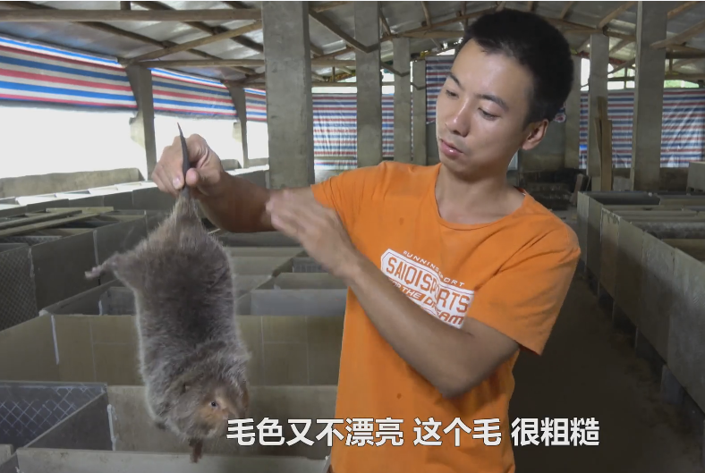 华农兄弟的竹鼠生存攻略