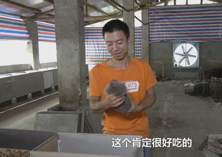 华农兄弟的竹鼠生存攻略