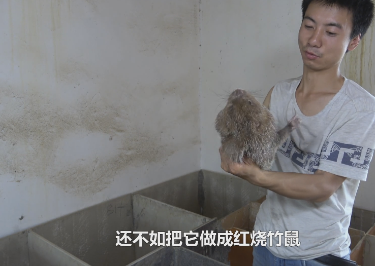 华农兄弟的竹鼠生存攻略