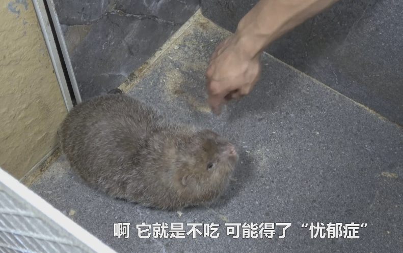 华农兄弟的竹鼠生存攻略