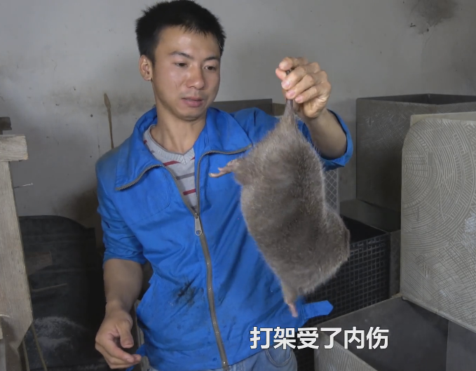 华农兄弟的竹鼠生存攻略