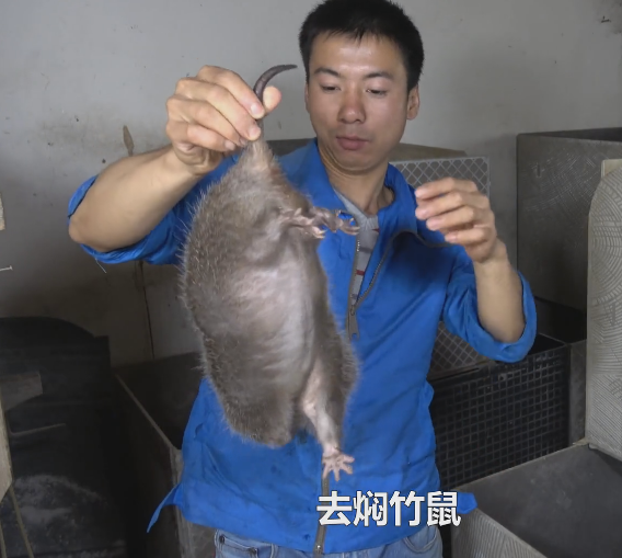 华农兄弟的竹鼠生存攻略