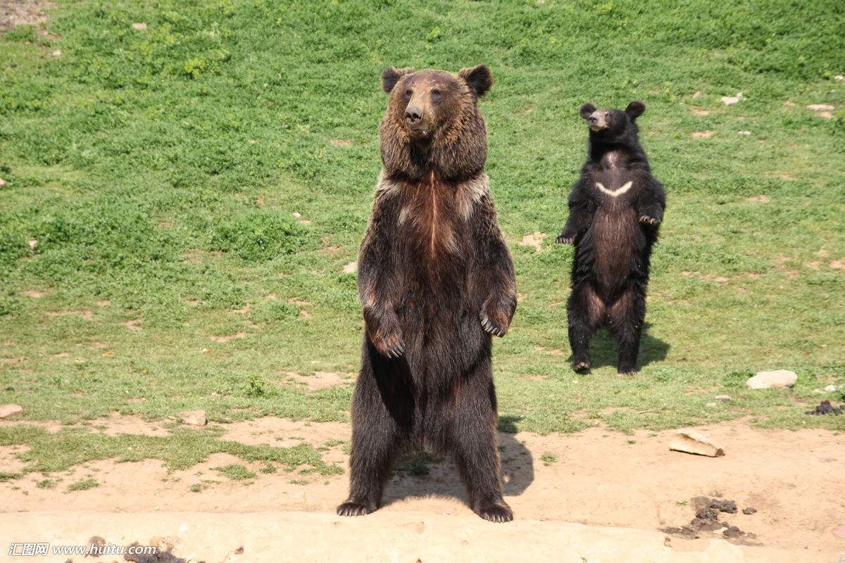 成功励志小故事——狗熊的故事