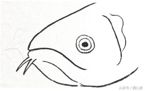 鱼头鱼的主要部分画法及染色