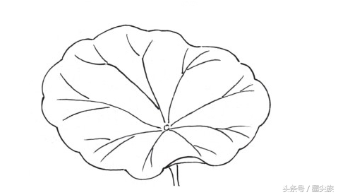 荷花的白描形态一