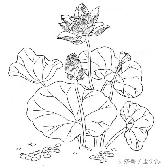 荷花的白描形态一
