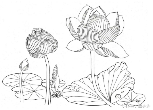 荷花白描这组荷花清新自然,要将枝头两朵花表现得结实饱满,用细线画出