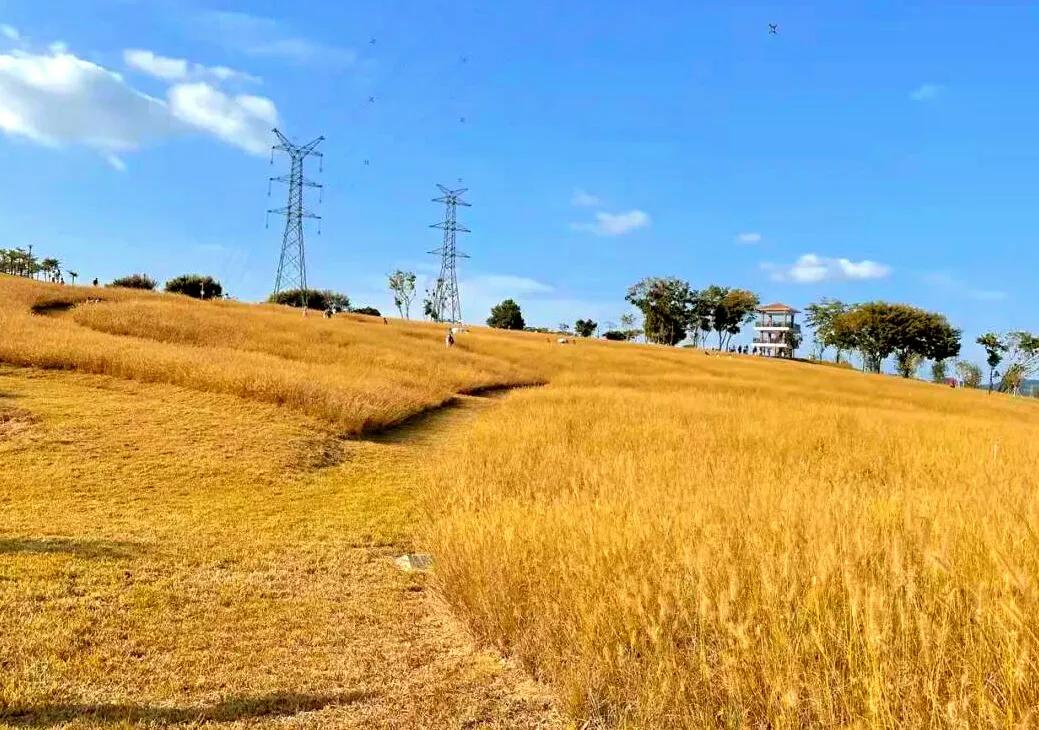 深圳10个免费特色花海公园，人少景美地铁直达，知道的人不多
