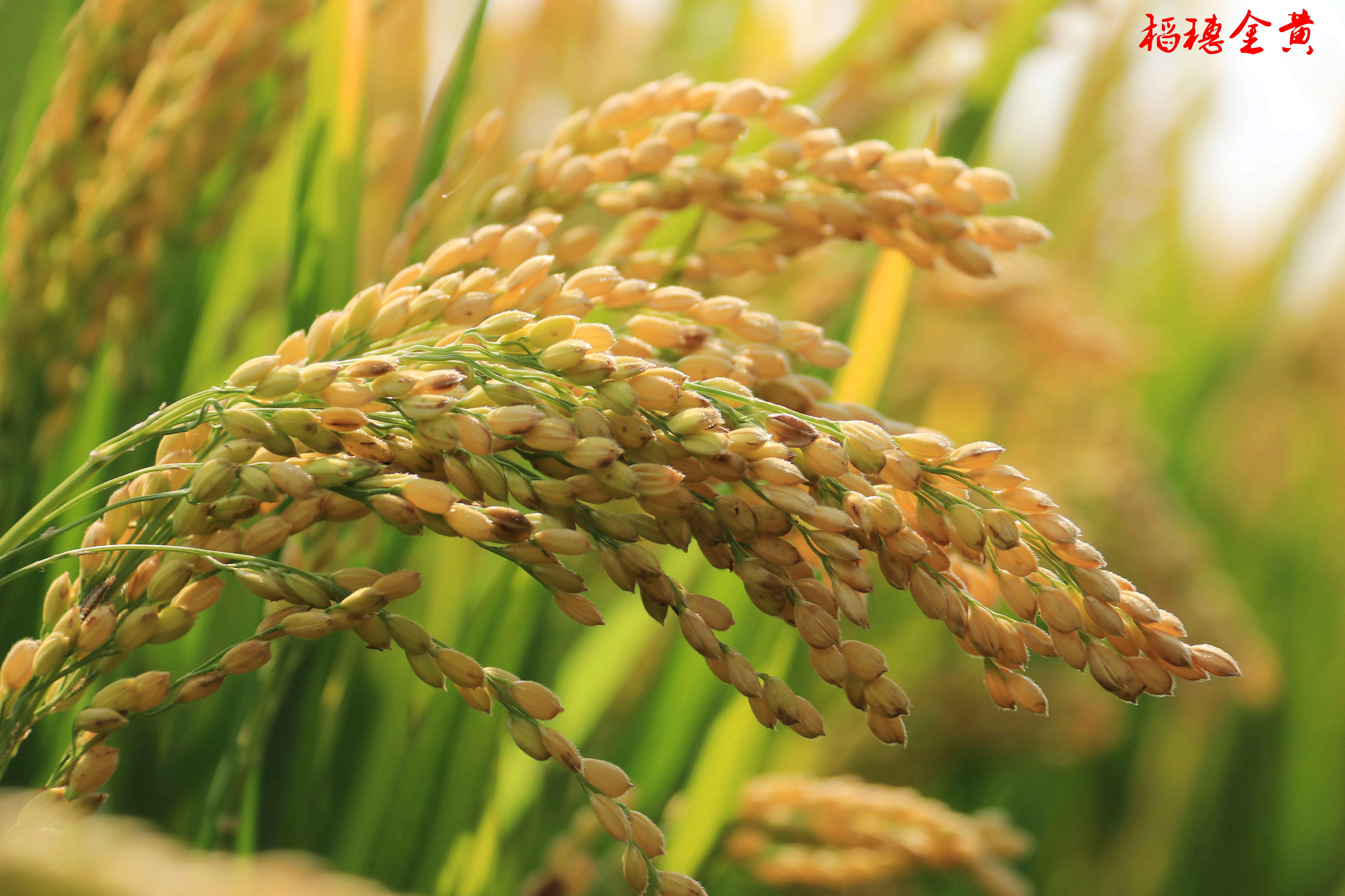 白酒稻花香唯美句子_晶羽文学网