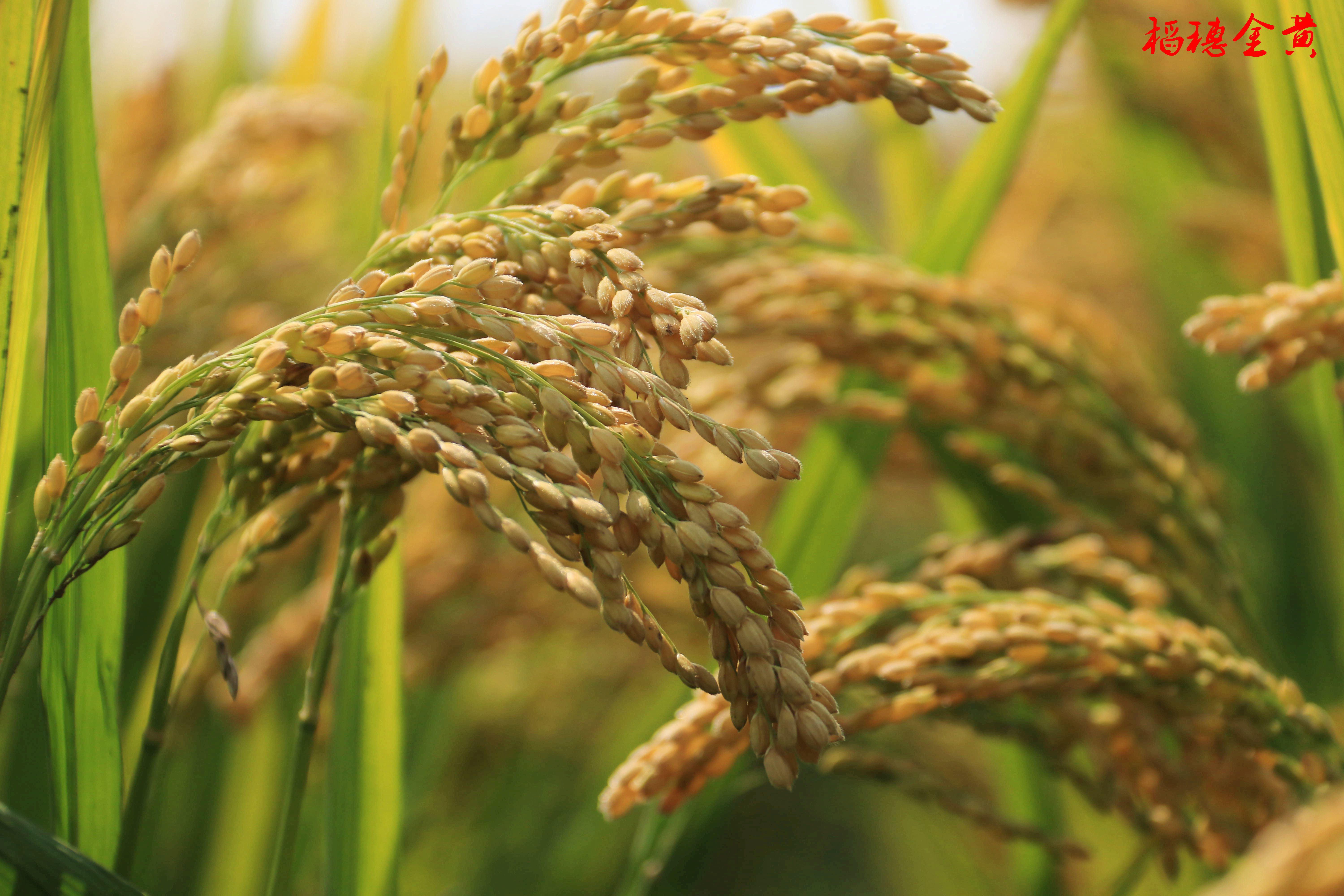 白酒稻花香唯美句子_晶羽科技