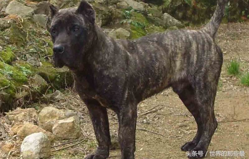 5种稍不注意就会咬人的猛犬，实力超过普通狼，生人敢靠近就咬