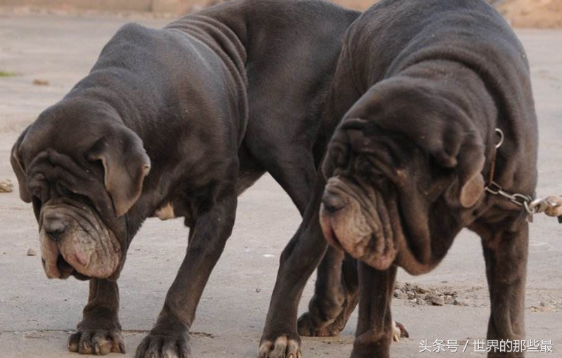 5种稍不注意就会咬人的猛犬，实力超过普通狼，生人敢靠近就咬