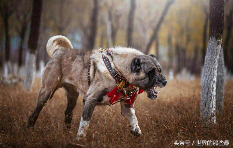 5种稍不注意就会咬人的猛犬，实力超过普通狼，生人敢靠近就咬