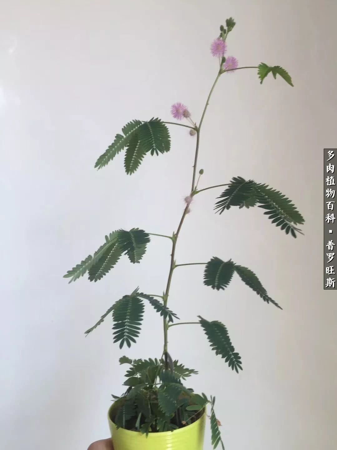 如果你来访我,我不在,请和我的多肉坐坐!