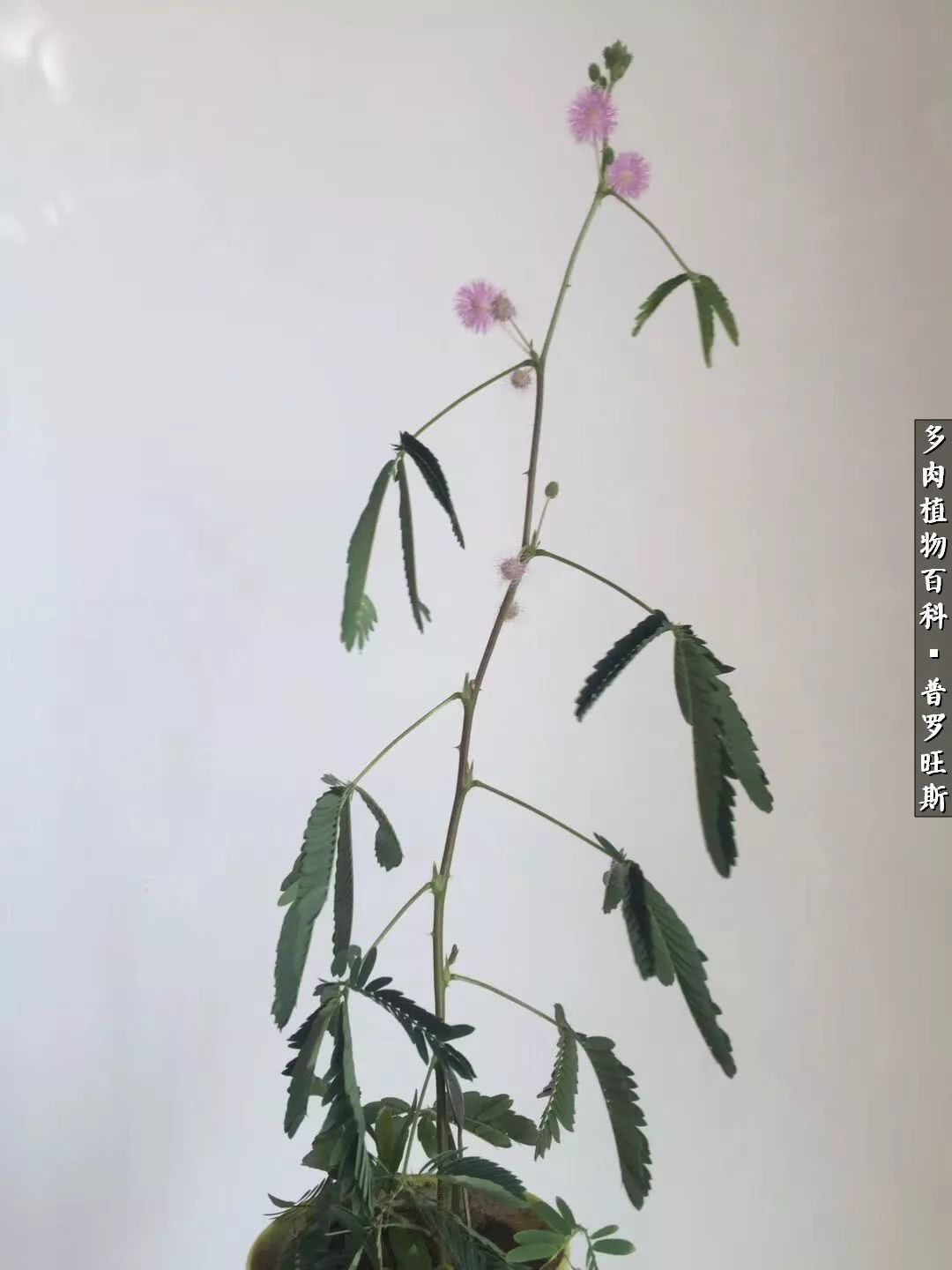 如果你来访我,我不在,请和我的多肉坐坐!