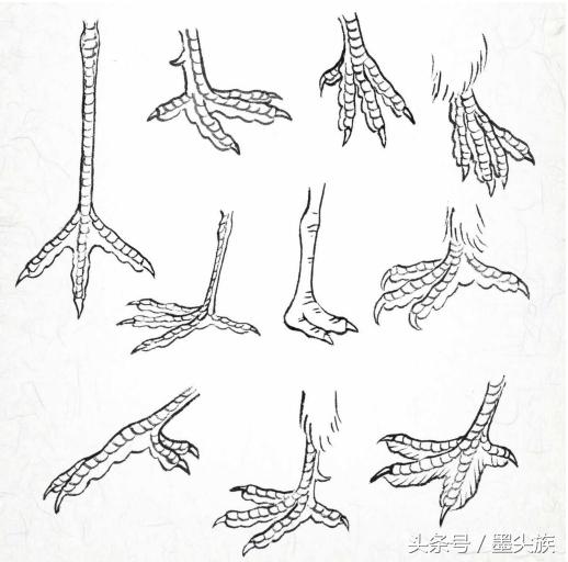 禽鸟鸟爪的结构及3类设色技法