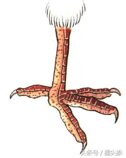禽鸟鸟爪的结构及3类设色技法