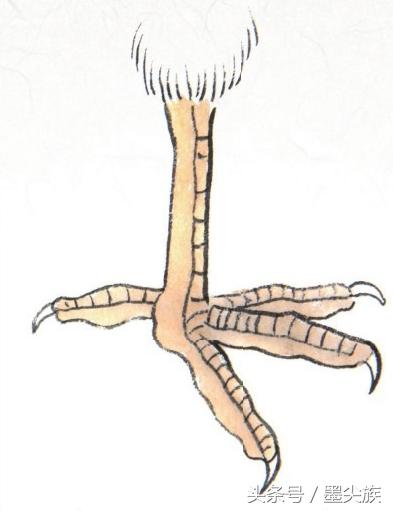 禽鸟鸟爪的结构及3类设色技法