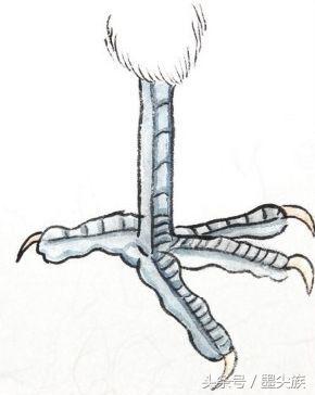 禽鸟鸟爪的结构及3类设色技法