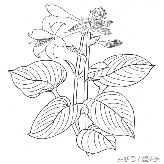 玉簪花的各类白描形态