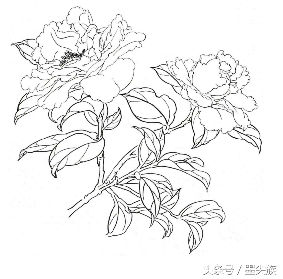 芍药的各类白描形态