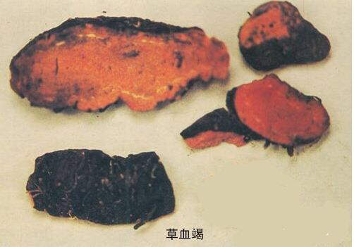 中药材草血竭