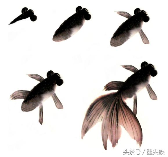 零基础学国画金鱼的基础画法