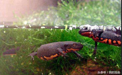 这种长相奇特的蝾螈有毒没，试问又有几人见过？