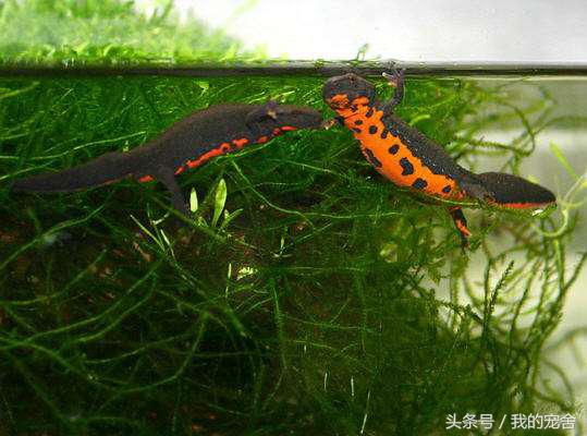 这种长相奇特的蝾螈有毒没，试问又有几人见过？