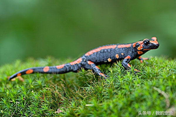 这种长相奇特的蝾螈有毒没，试问又有几人见过？