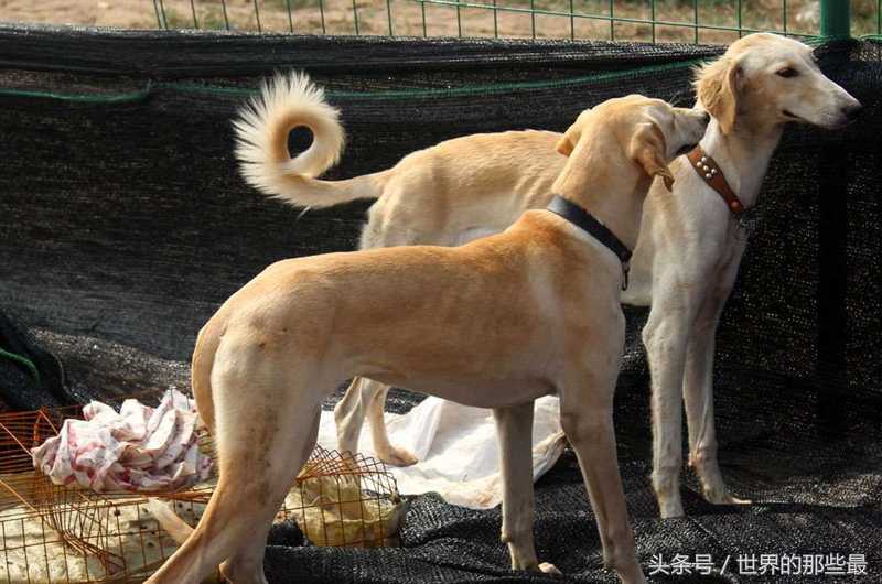 世界十大优秀猎犬排名 中国四大名犬入选榜单