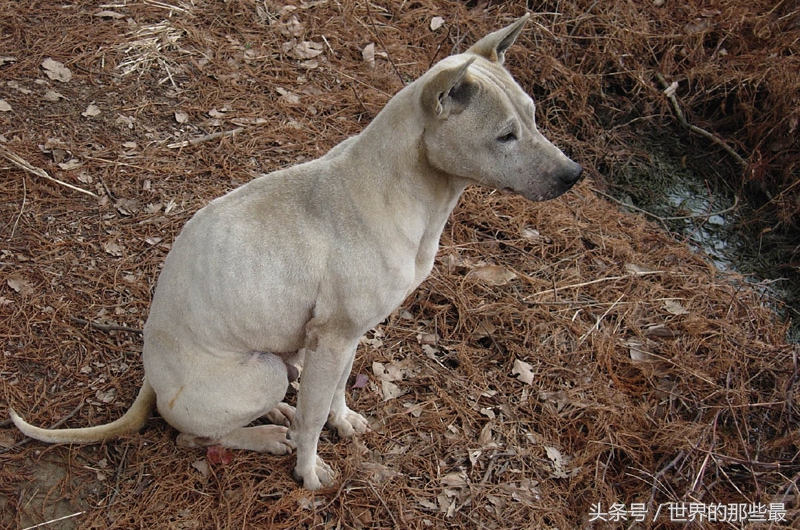 中国这4种猎犬，在世界上都小有名气，实力不比国外的差