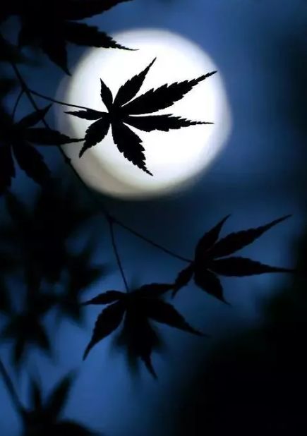 秋夜曲表达了什么(秋夜曲张仲素翻译) _力贝号