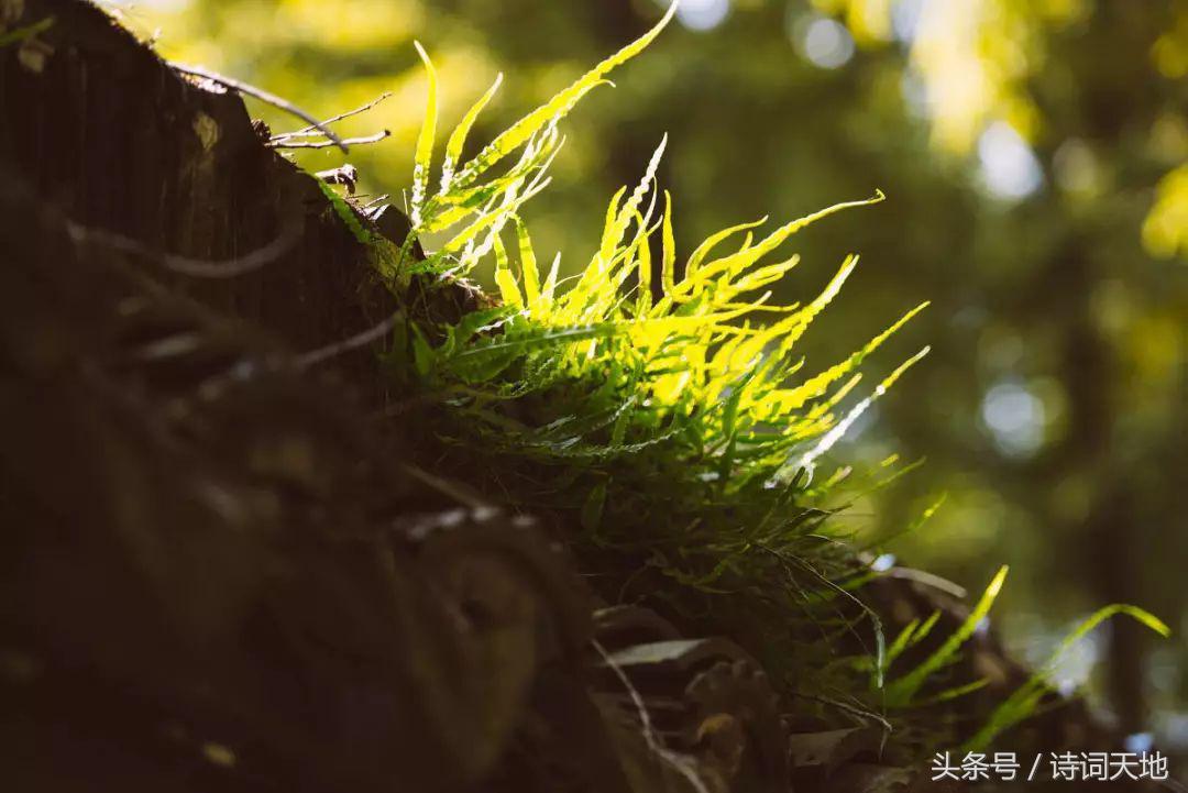 家有小院，静锁清秋