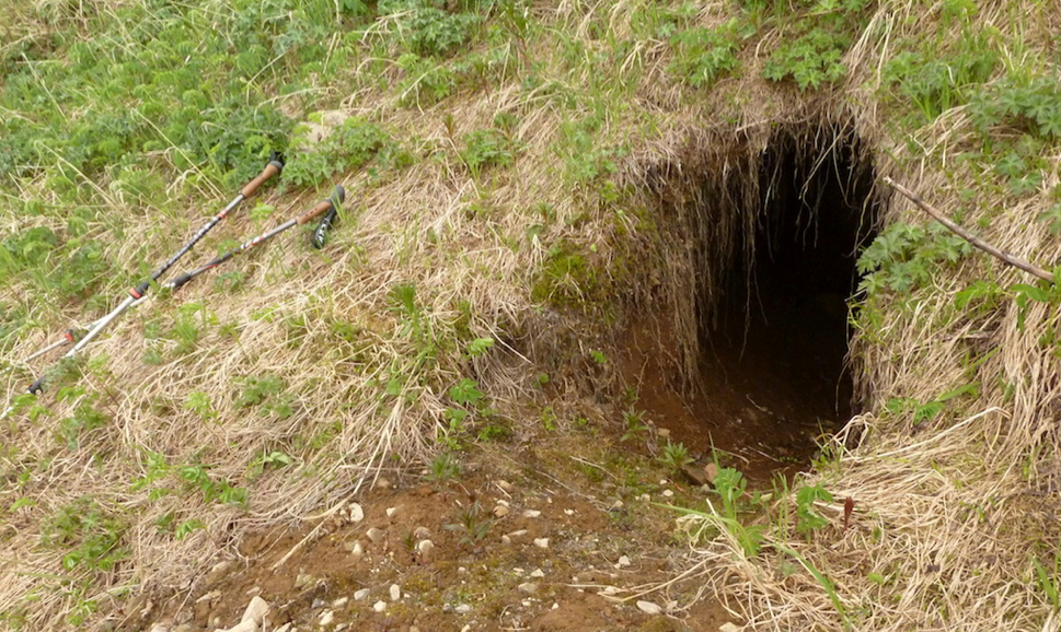 黑熊进洞,棕熊上山,大公棕熊可安睡